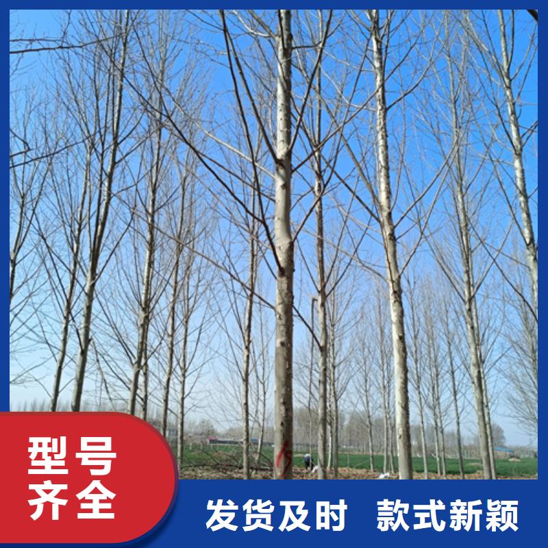 法桐價格暢銷全國綠化苗木