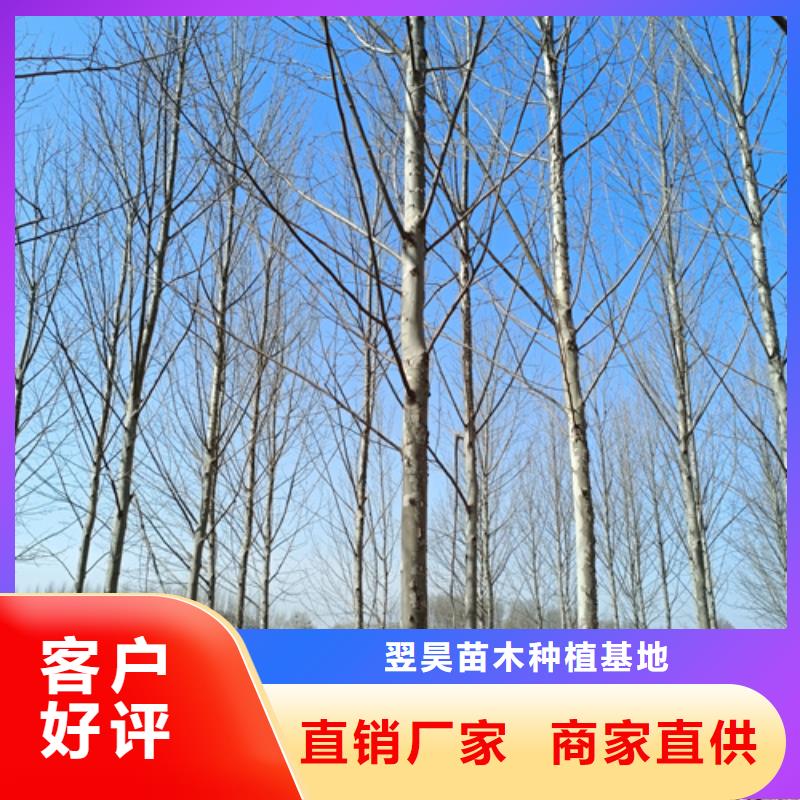 法桐白蠟產地源頭好貨