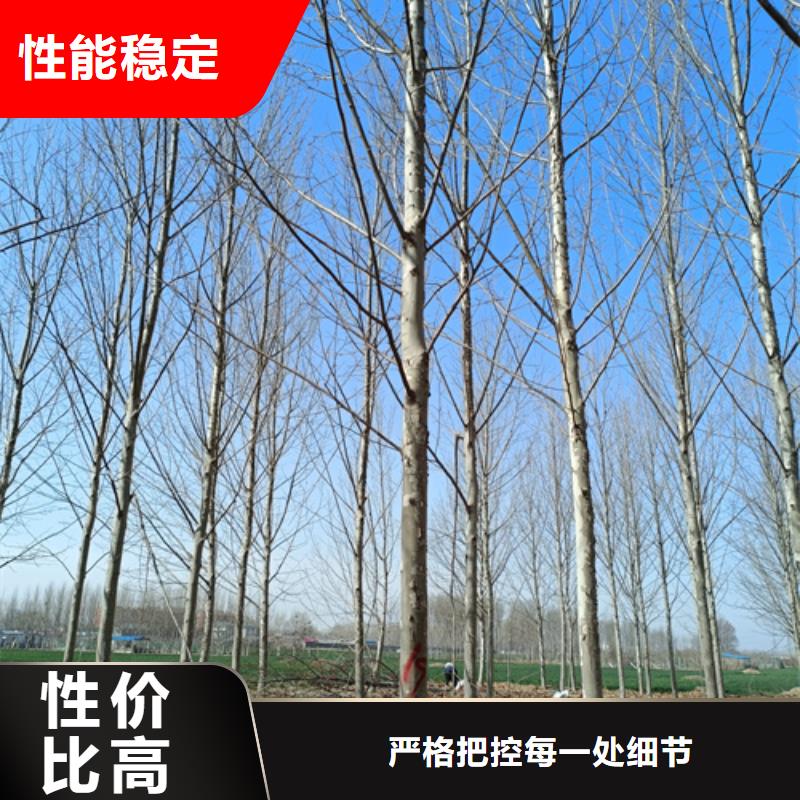 法桐五角楓質量優價格低