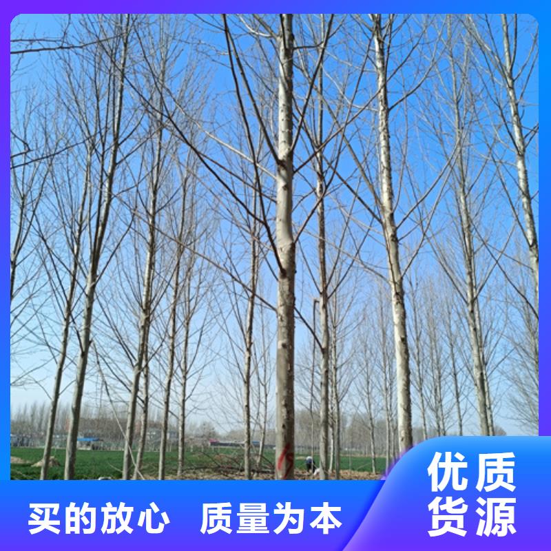 造型法桐免費(fèi)咨詢綠化苗木
