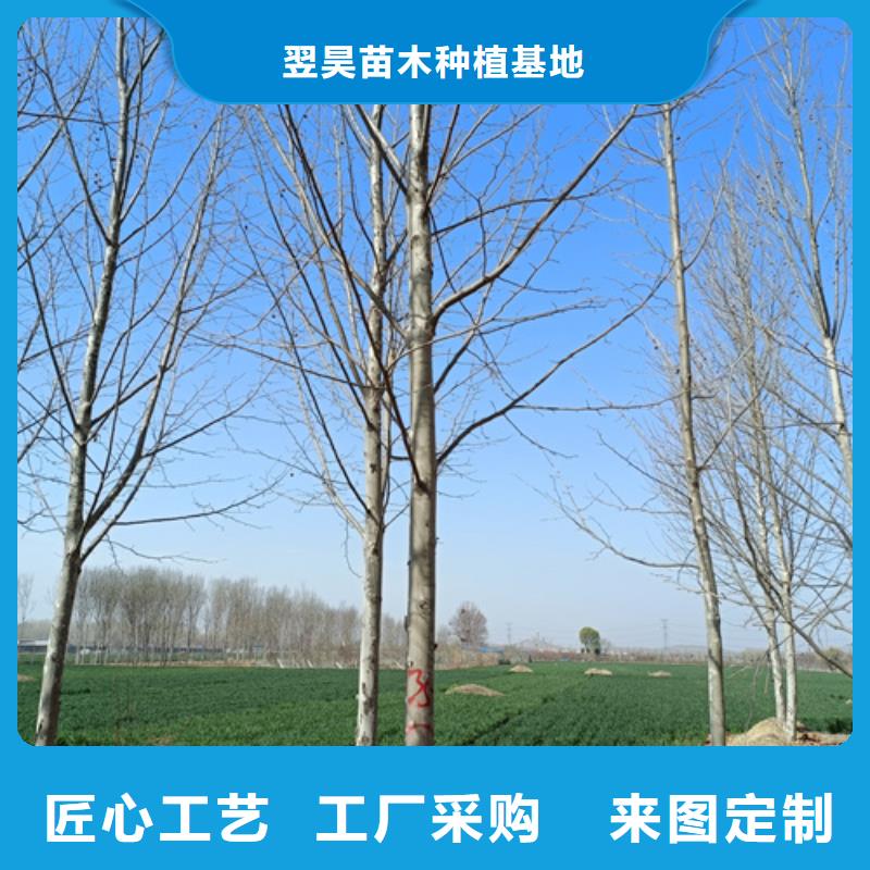 法桐小苗歡迎來(lái)電綠化苗木