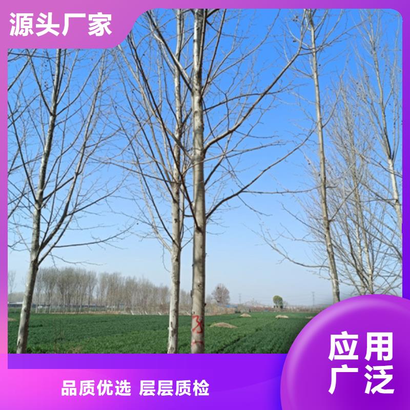 法桐白蠟老客戶(hù)鐘愛(ài)