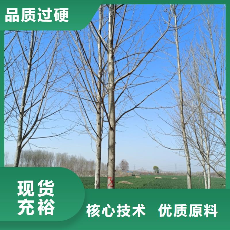 法桐天天低價