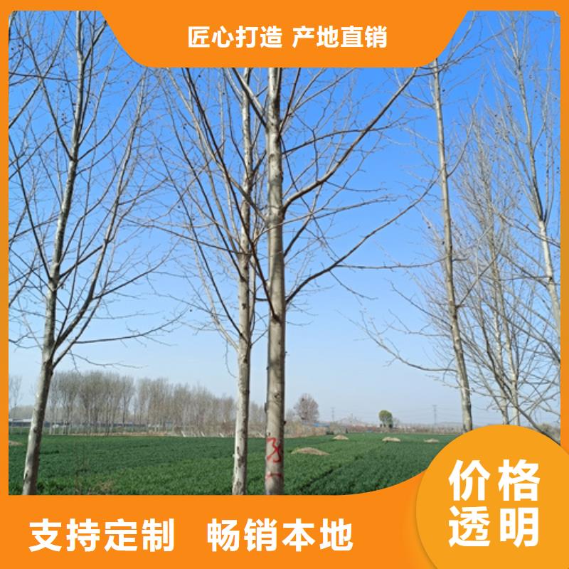 靠譜的造型法桐供貨商