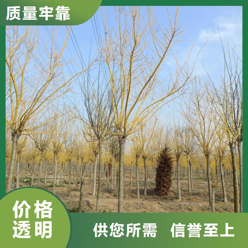 賣速生法桐的公司