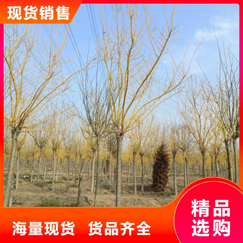速生法桐匠心品質