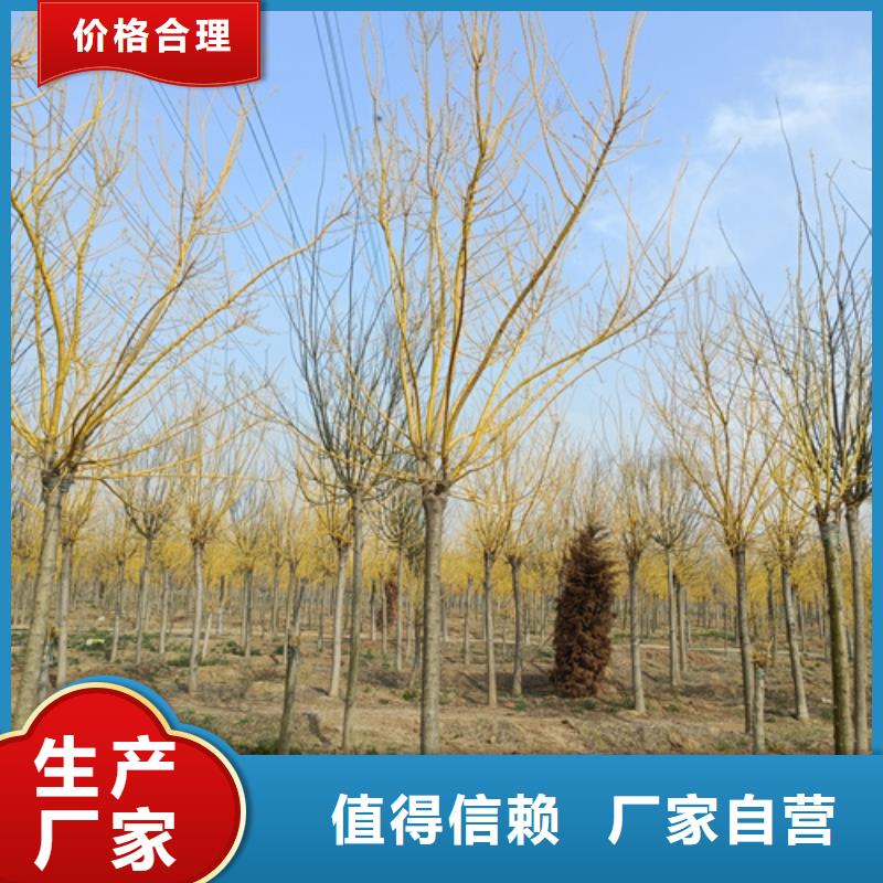 造型法桐廠家現貨