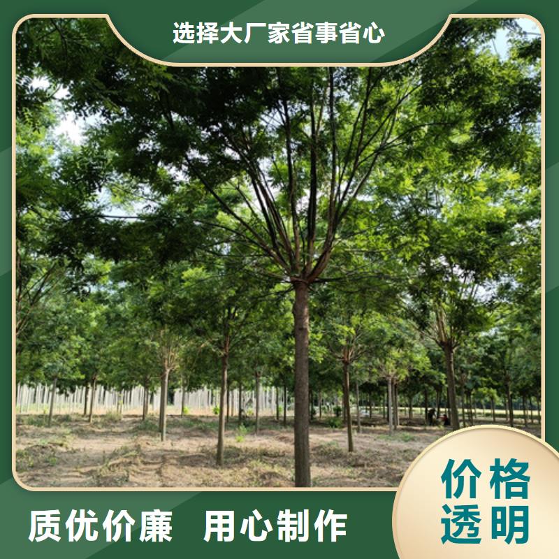 法桐五角楓品質(zhì)服務(wù)誠(chéng)信為本