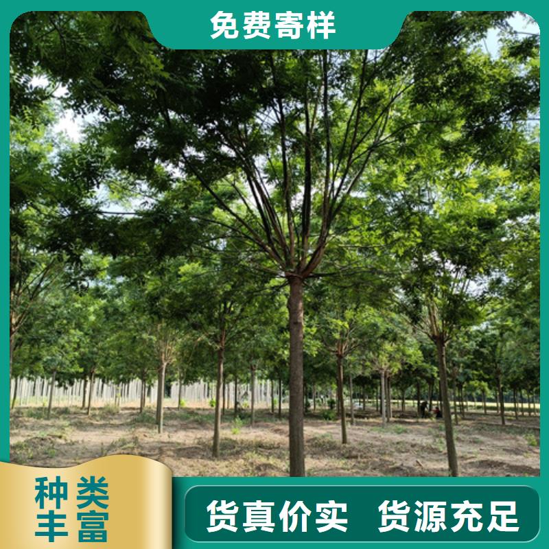 法桐行情-薄利多銷