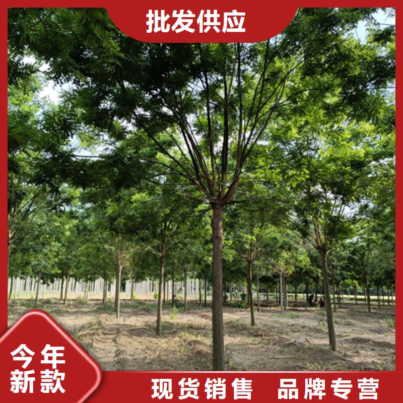 法桐行情廠家直銷-歡迎新老客戶來電咨詢