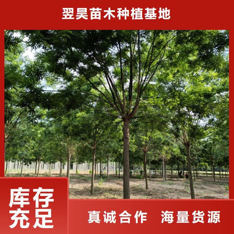 法桐價格歡迎來電綠化喬木