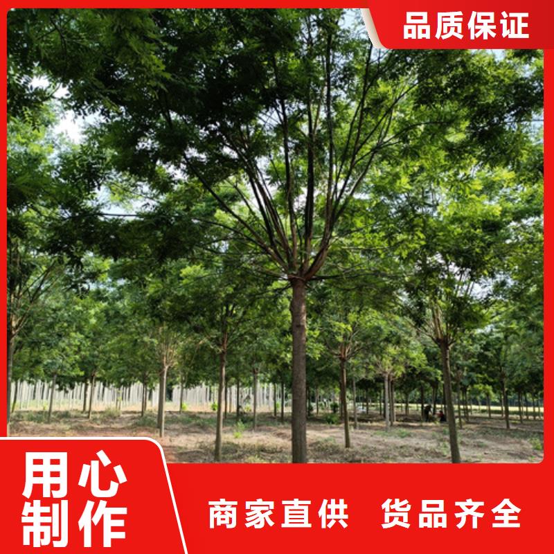 造型法桐直供廠家