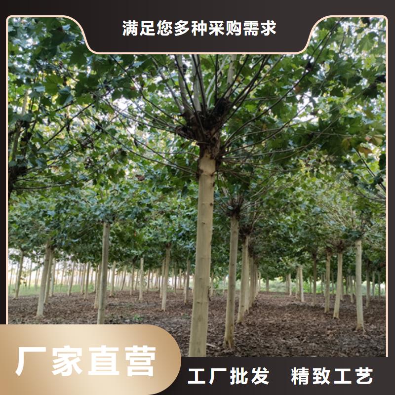 法桐小苗放心選擇綠化苗木
