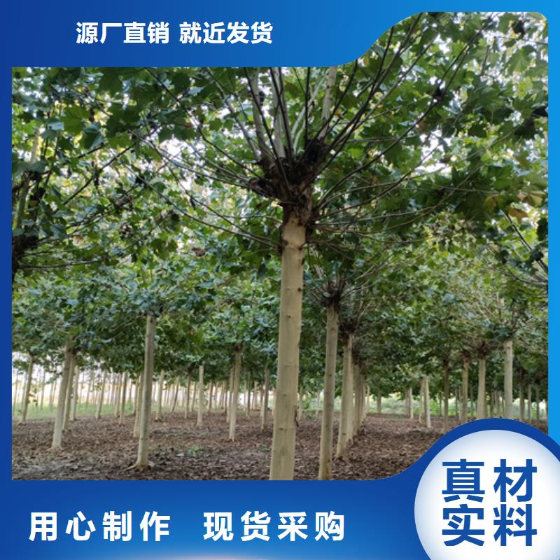 【 法桐 五角枫匠心工艺】 翌昊苗木种植基地(珠海市分公司)
