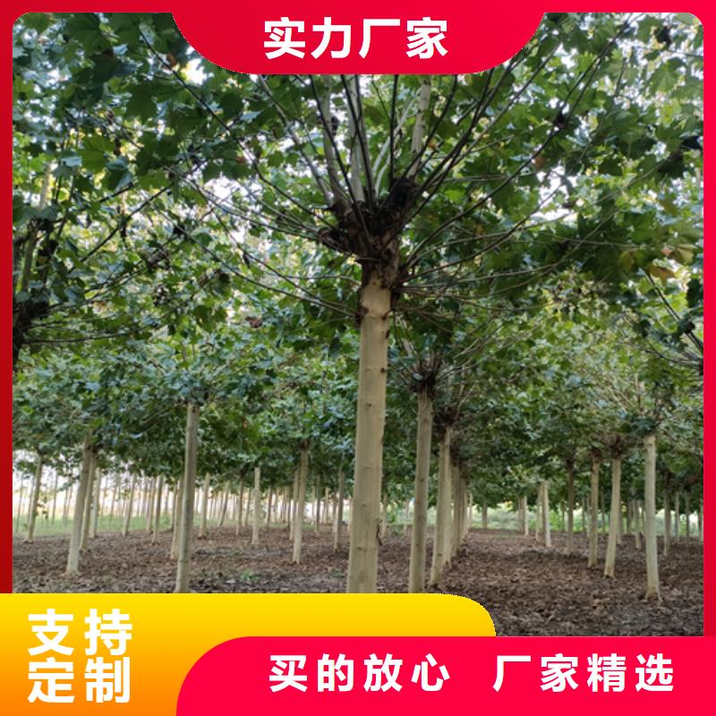 法桐小苗發貨及時