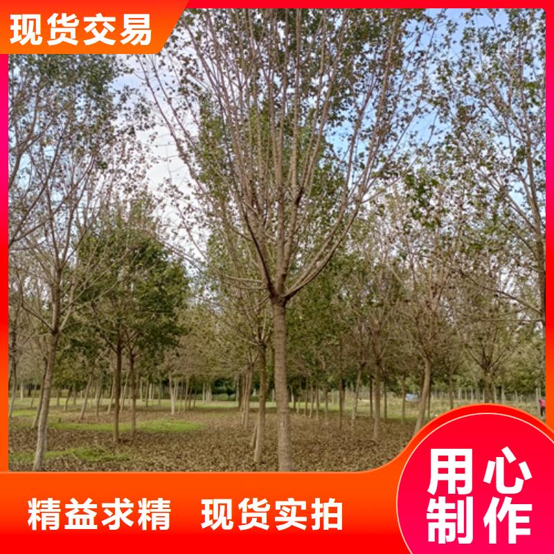 速生法桐廠家及時發貨
