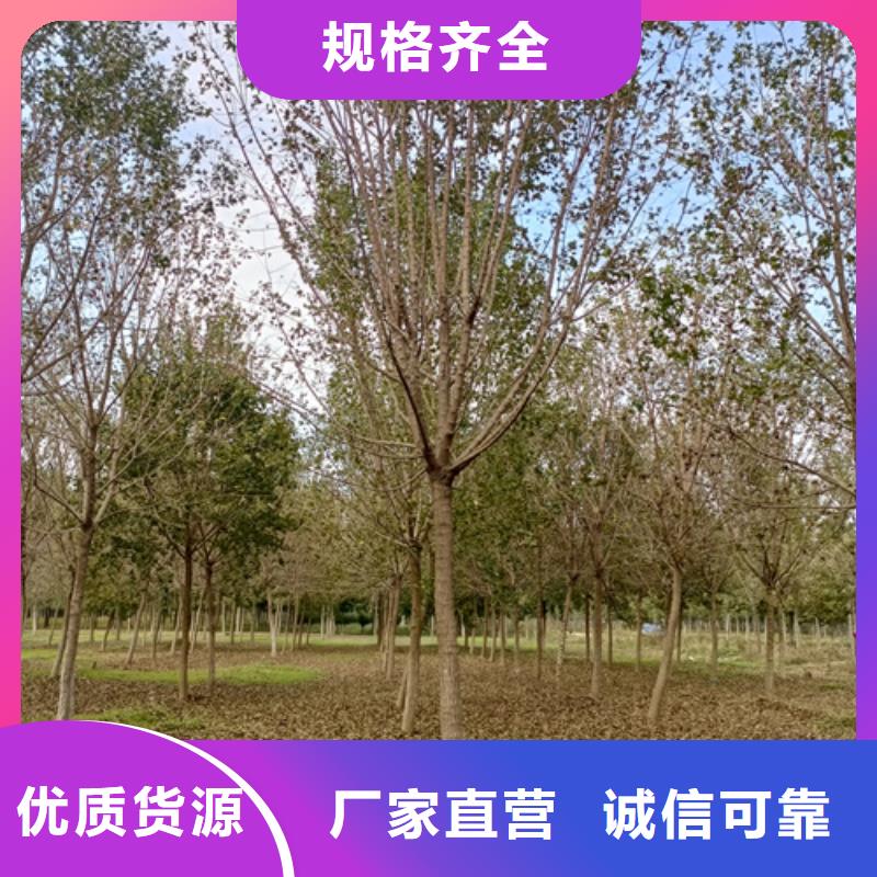生產(chǎn)法桐小苗的當(dāng)?shù)貜S家