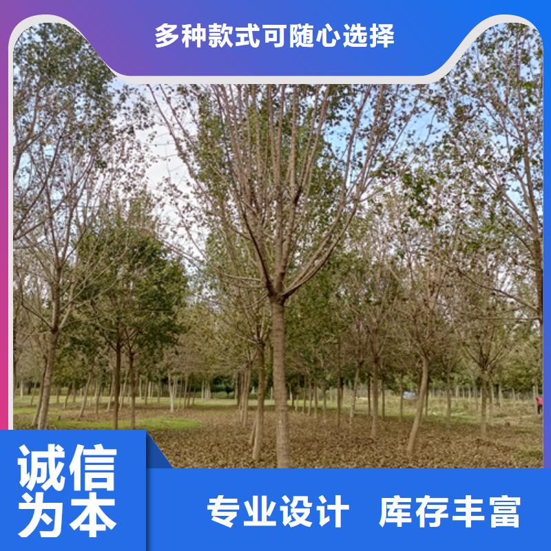 法桐小苗大廠家值得信賴