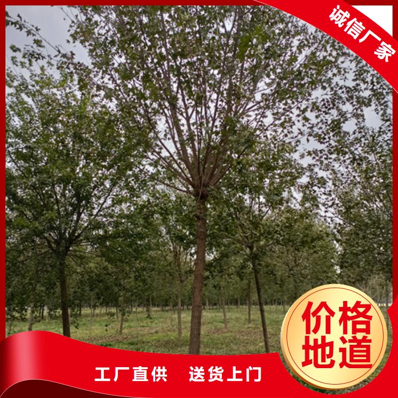 法桐承諾守信苗木基地