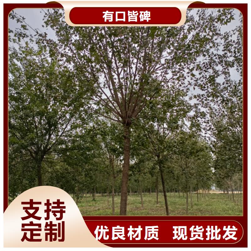 法桐價格現貨供應綠化喬木