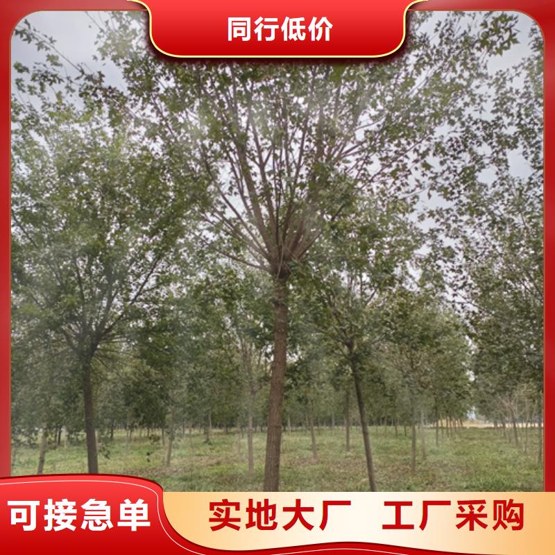 法桐-白蠟貨源直供