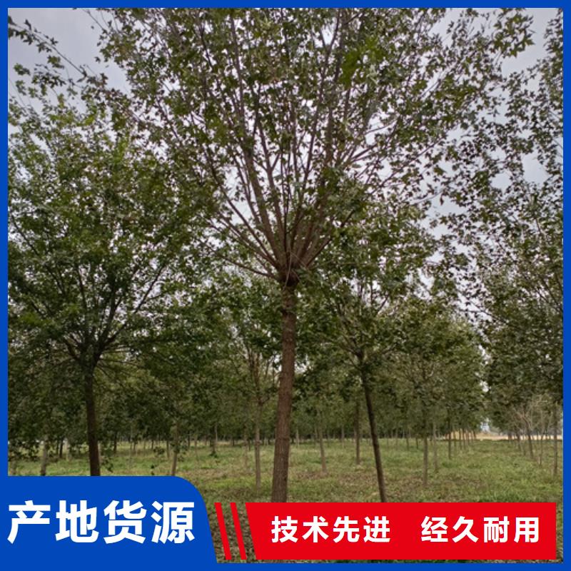 省心：造型法桐廠家