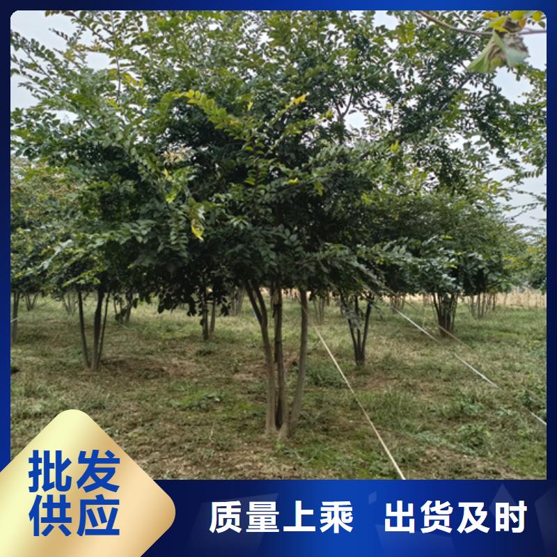 法桐小苗-法桐小苗品質保證