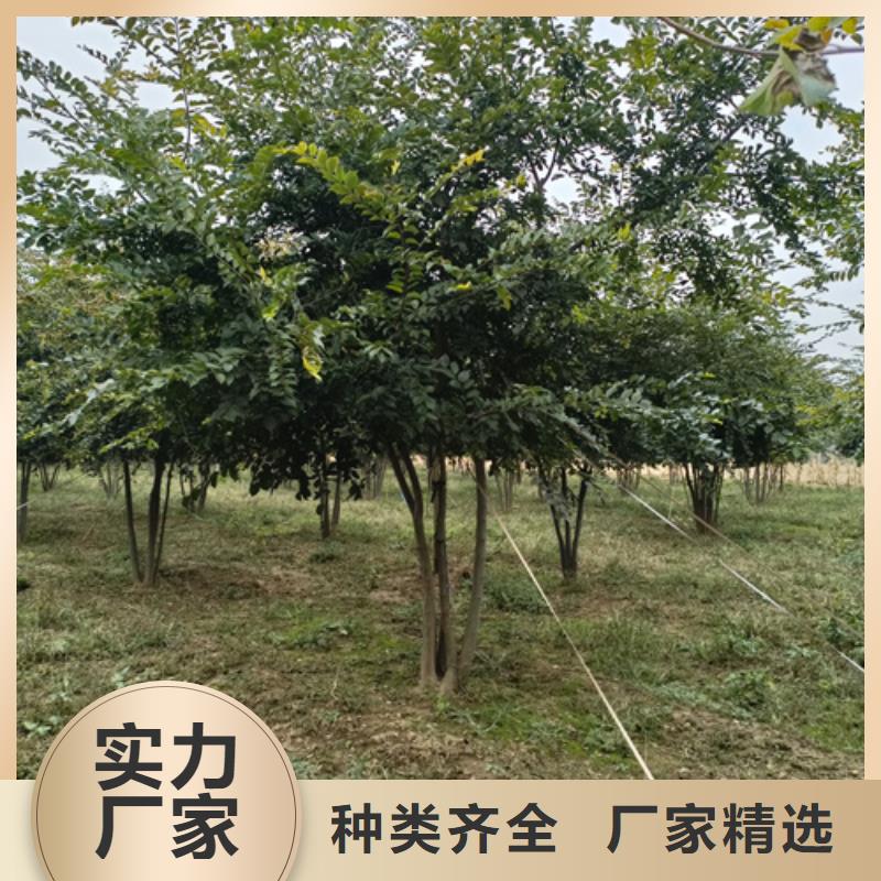 速生法桐貨源充足綠化苗木