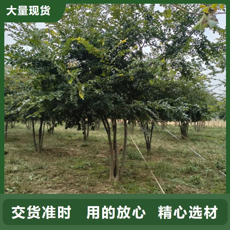 造型法桐放心購買綠化喬木