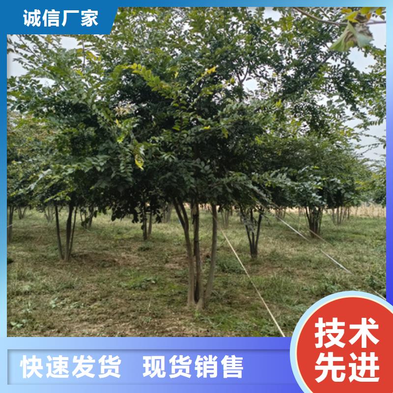 隨時驗廠##造型法桐##實力保障