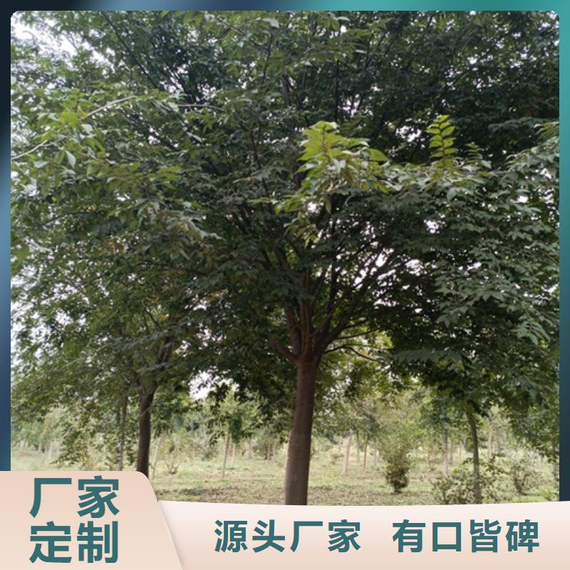 法桐原生冠法桐自營品質(zhì)有保障