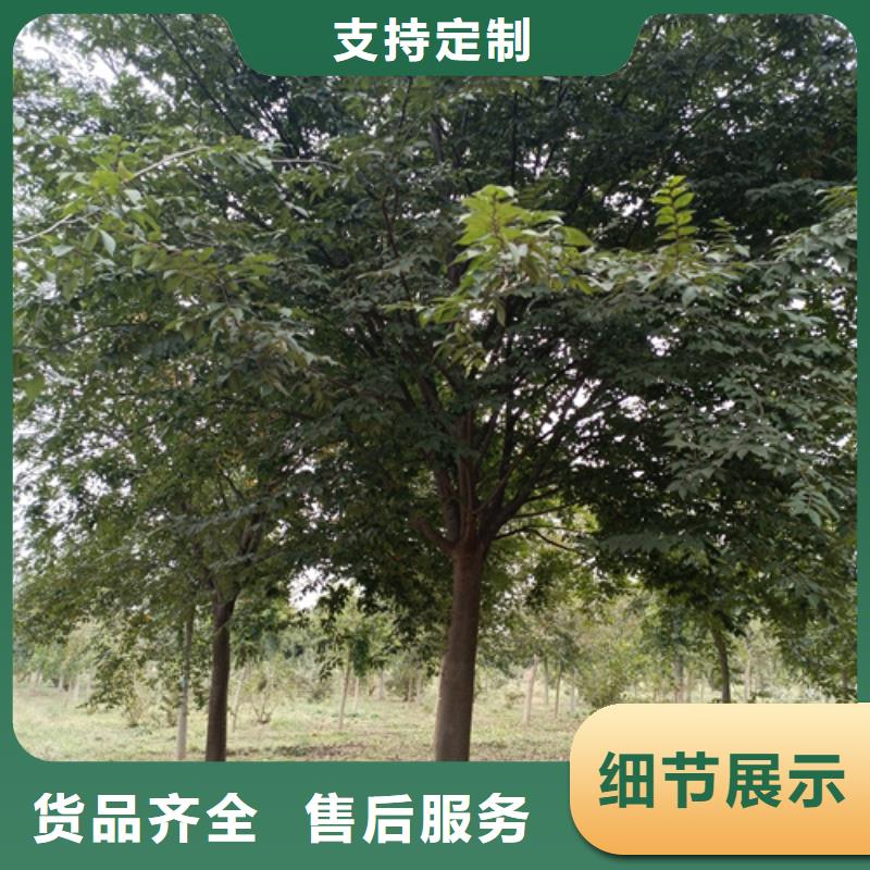 造型法桐生產廠家歡迎訂購