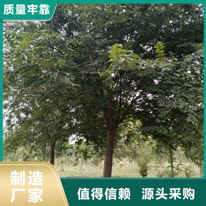 造型法桐批發價格