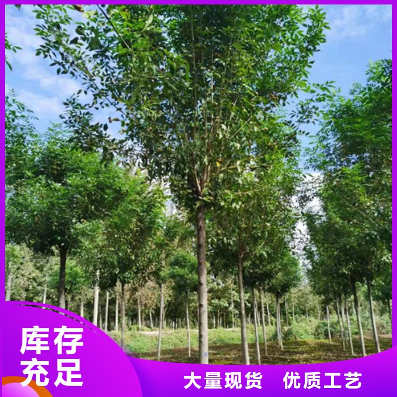 買法桐必看-圖文介紹