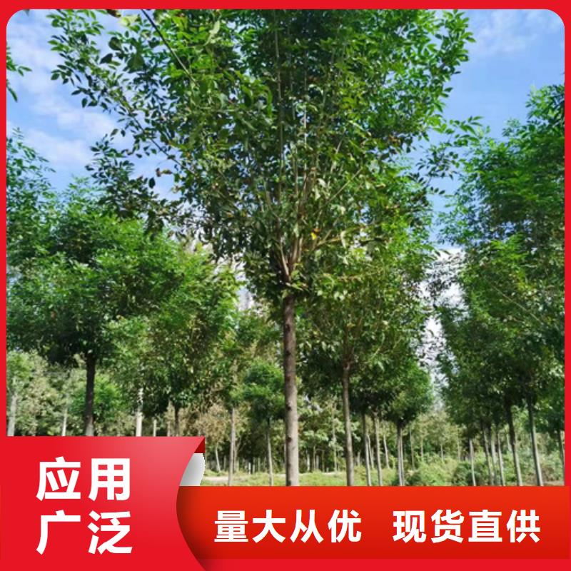 法桐北京栾一个起售