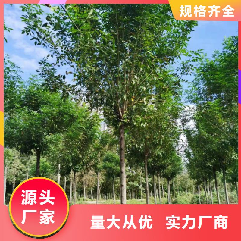 法桐金葉白蠟廠家直銷大量現貨