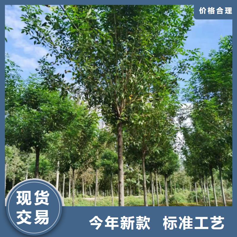 定制法桐行情_品牌廠家