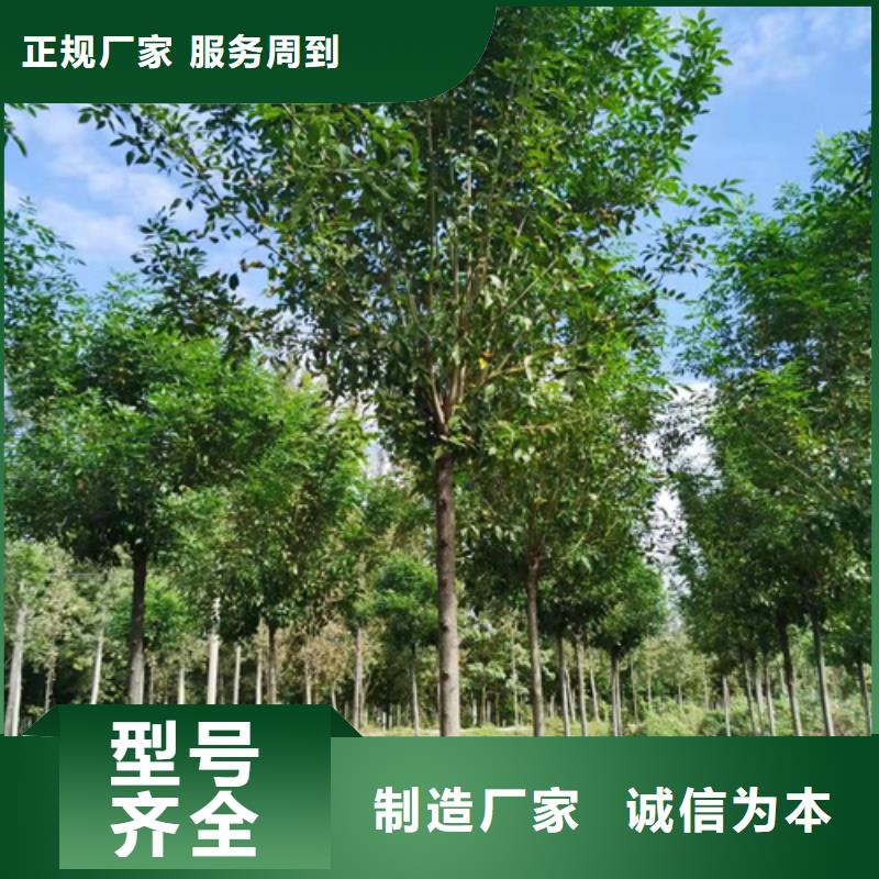 法桐白蠟采購無憂