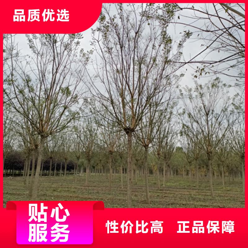 法桐白蠟采購無憂
