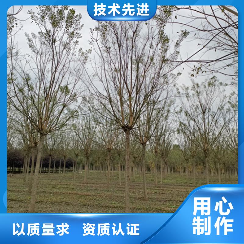選購速生法桐找翌昊苗木種植基地