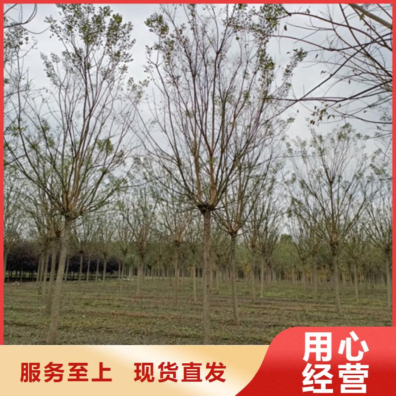 速生法桐,速生法桐生產品牌