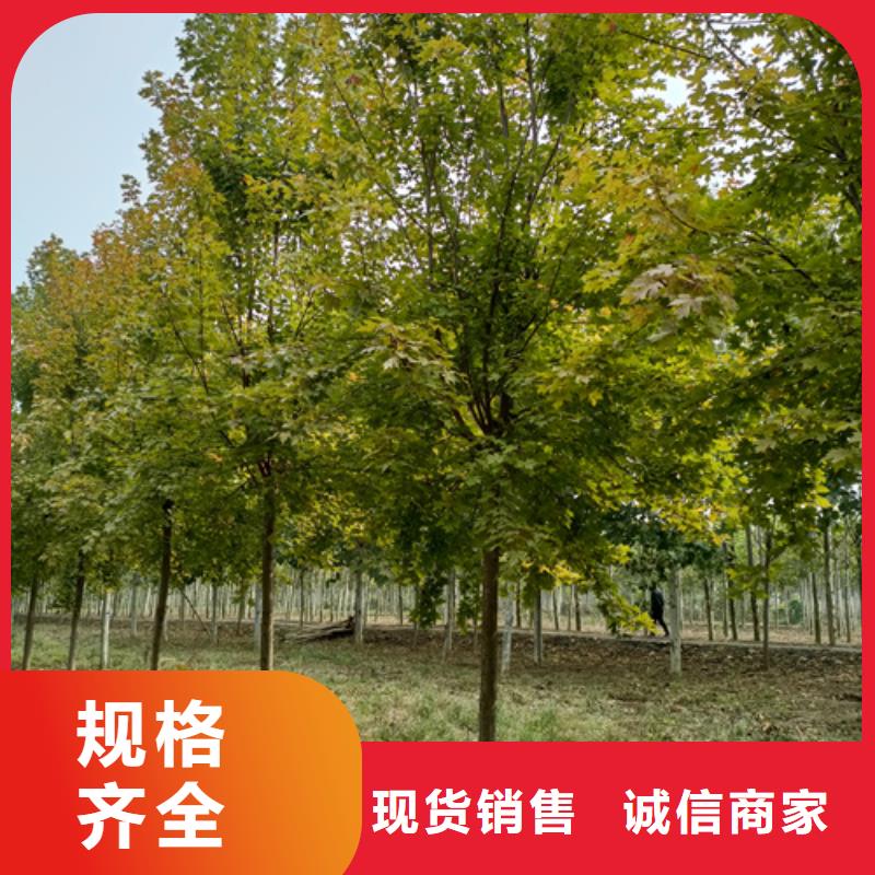 買造型法桐必看-值得信賴