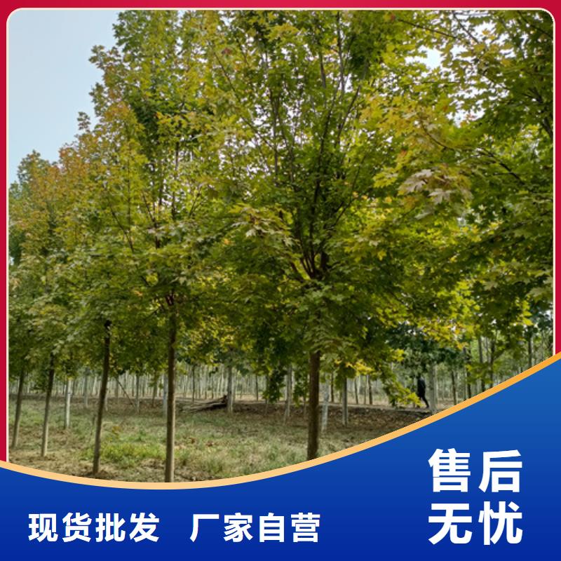 法桐現貨上市