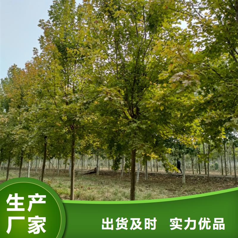 法桐、法桐廠家直銷-價格實惠