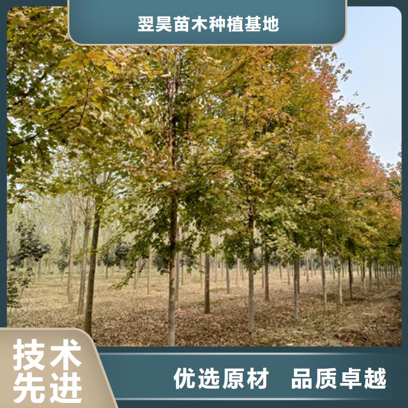 造型法桐多種規(guī)格