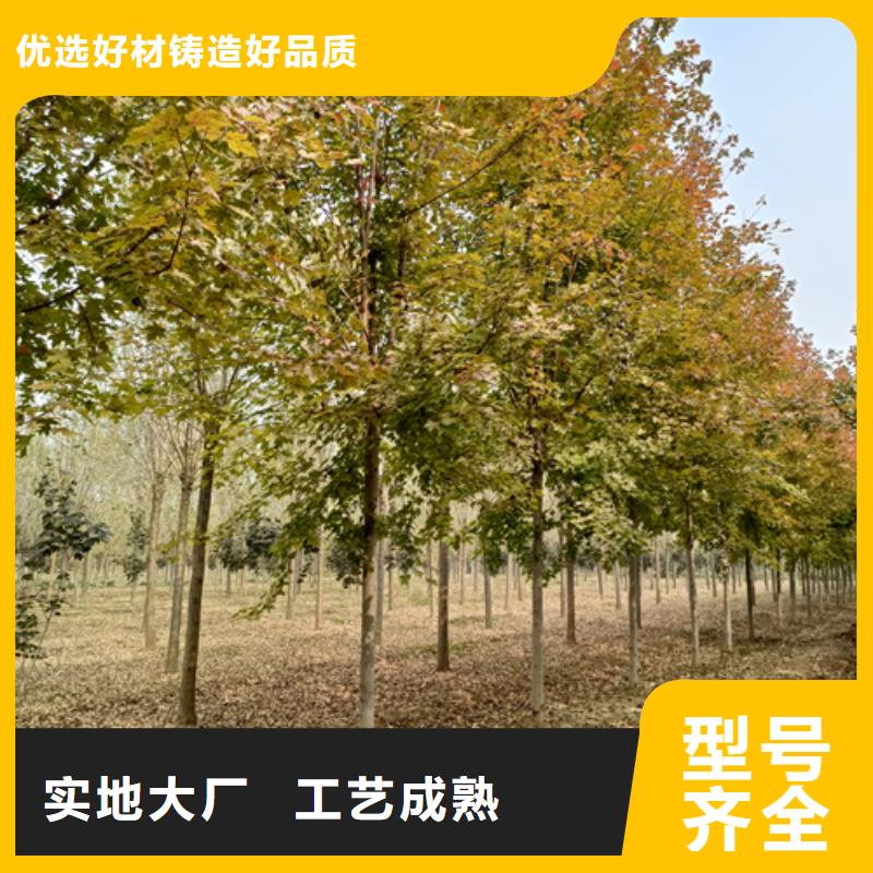 造型法桐工藝精良