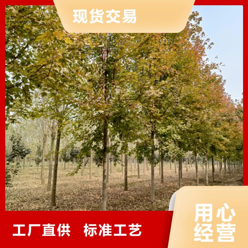 速生法桐質高價優