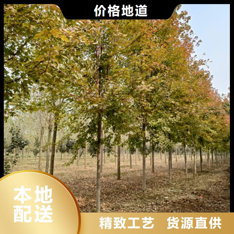 速生法桐現(xiàn)貨直供苗木基地