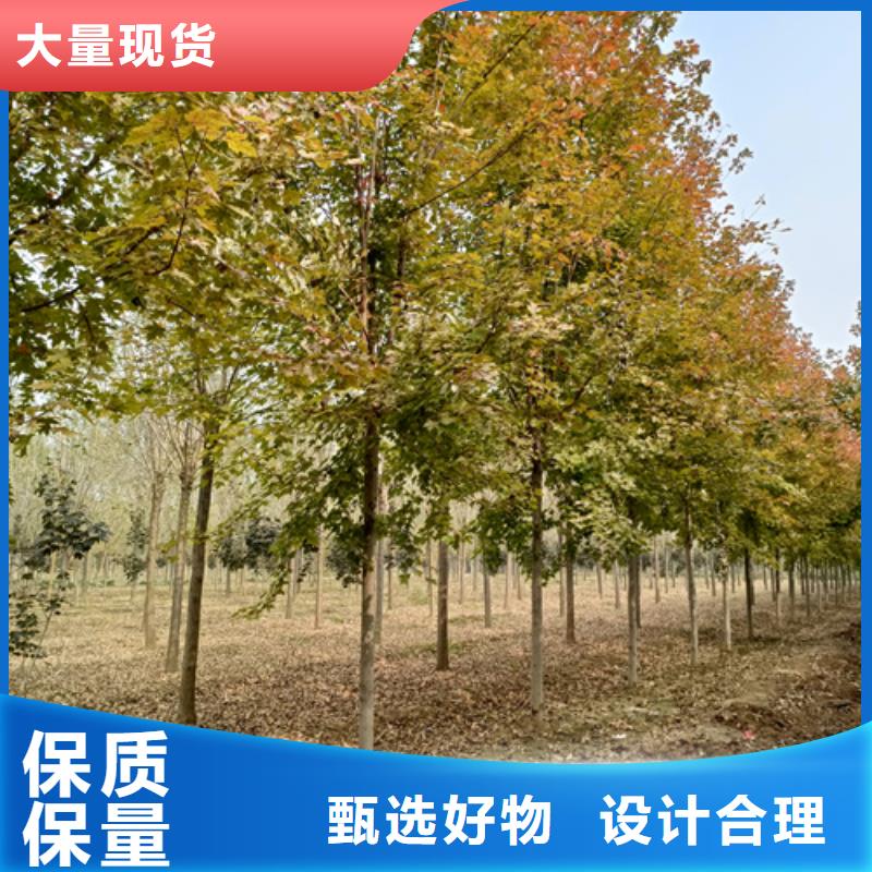 法桐行情放心購買綠化喬木