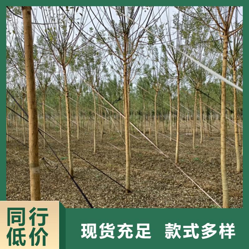 法桐小苗貨源充足綠化苗木